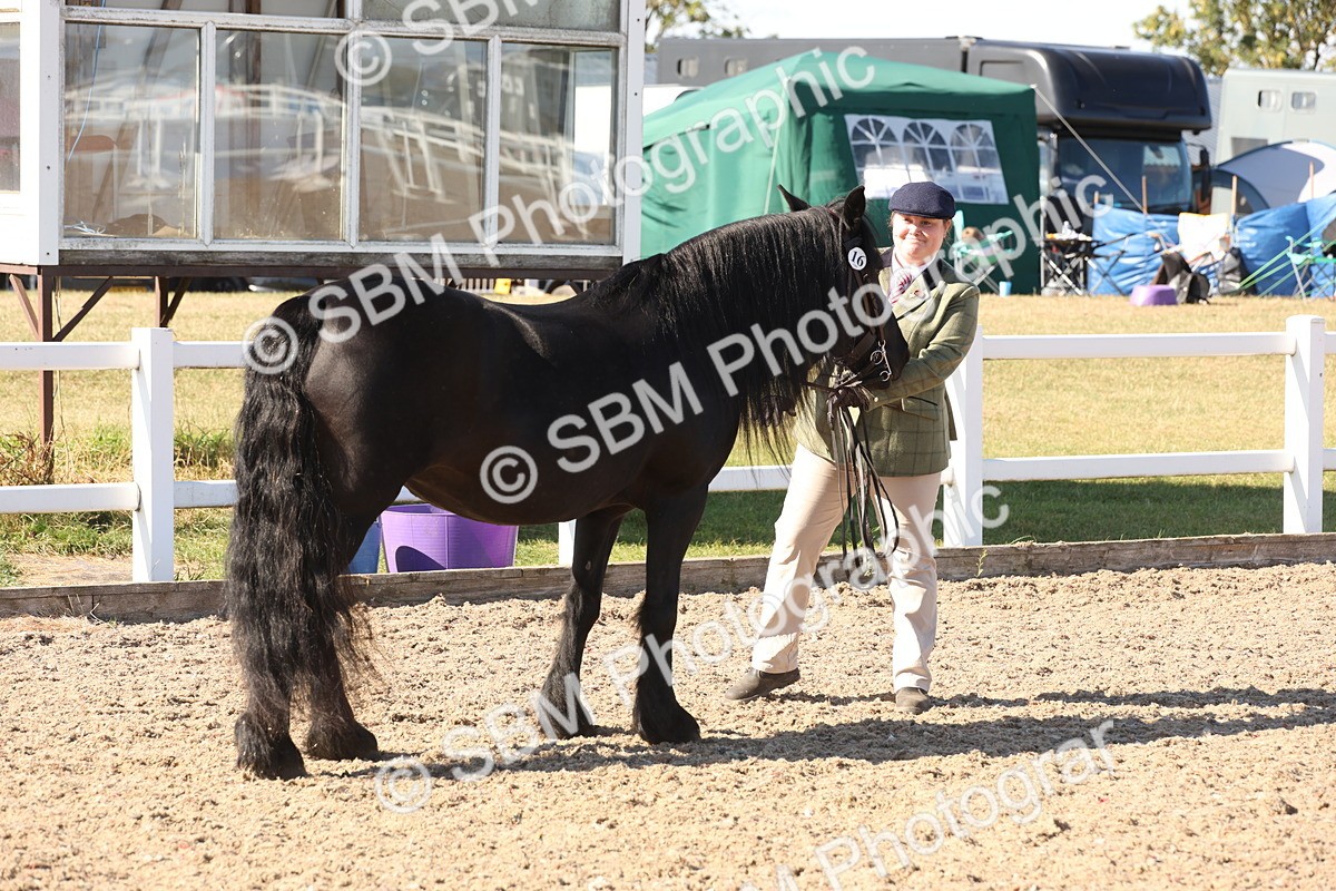 SBM_12907 - Class 206 - IH Non Show Type Pony