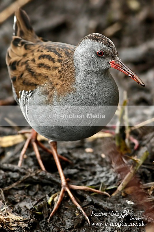 Water Rail 030216 5a - Nature