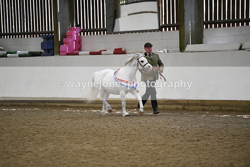 WJ5_5856 - Morning in hand Championship