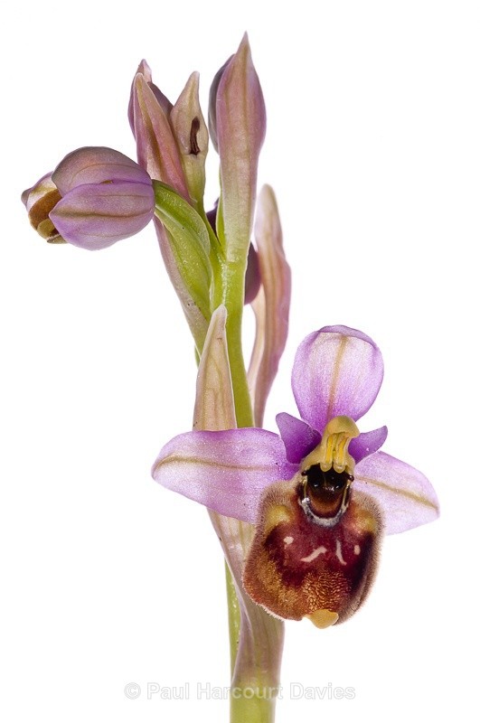  - WB: Orchids - Ophrys