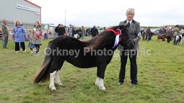 untitled-7088 - Shetland Pony Show