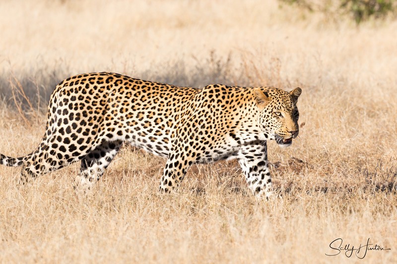 Leopard Walking 1