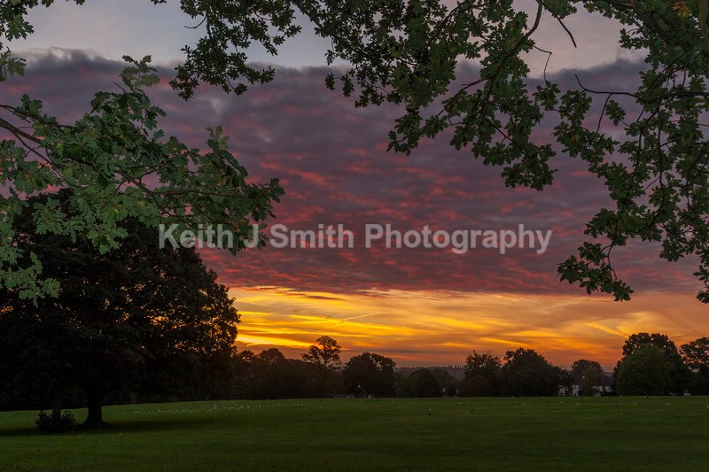 IMG_8994 - Trees in Abington Park