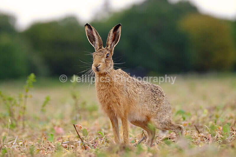  - Wildlife and Nature