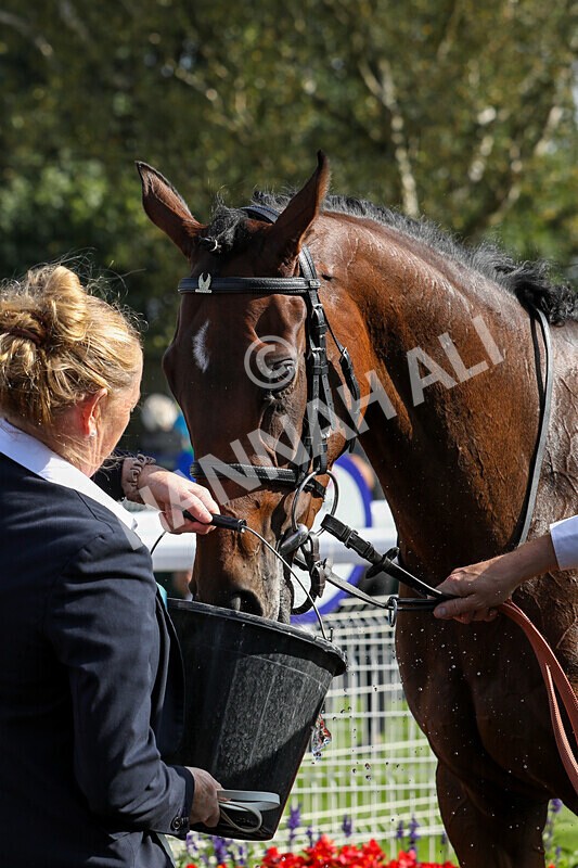 310824-Race 5-Bassadanza-1864 - Race 5