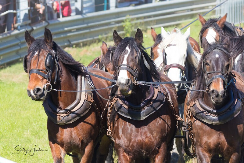 Marlie 11 Horse Draft Team 5. 0A3A9154 - 2025 Senic Rim Clydesdale Spectacular