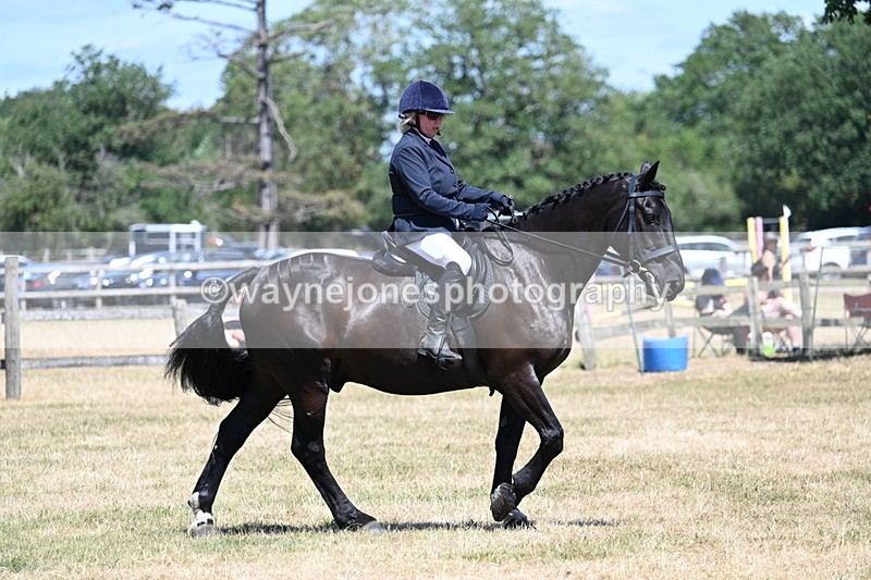 WJ7_2976 - Class 7 Riding Club Show Horse
