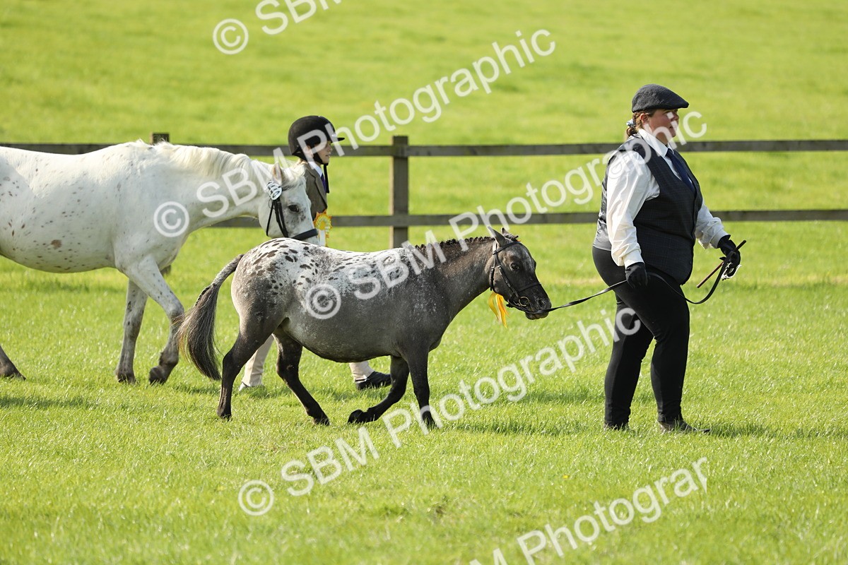 SBM_61037 - S43 - Coloured Pony In Hand