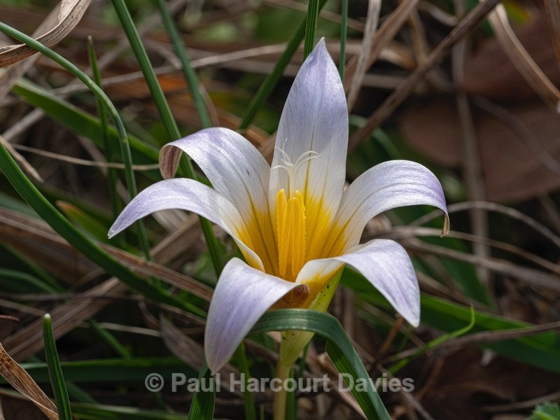 Sand Crocus (Romulea bulbocodium) - Flower Portraits