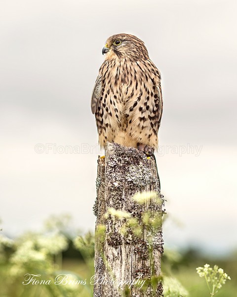 Wow June PD-45 - Birds of Prey