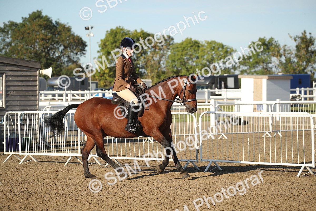 SBM_11508 - Class 502 - Riding Club Horse