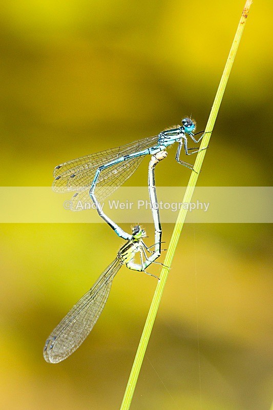 170619-untitled0012 - Dragonflies & Damselflies