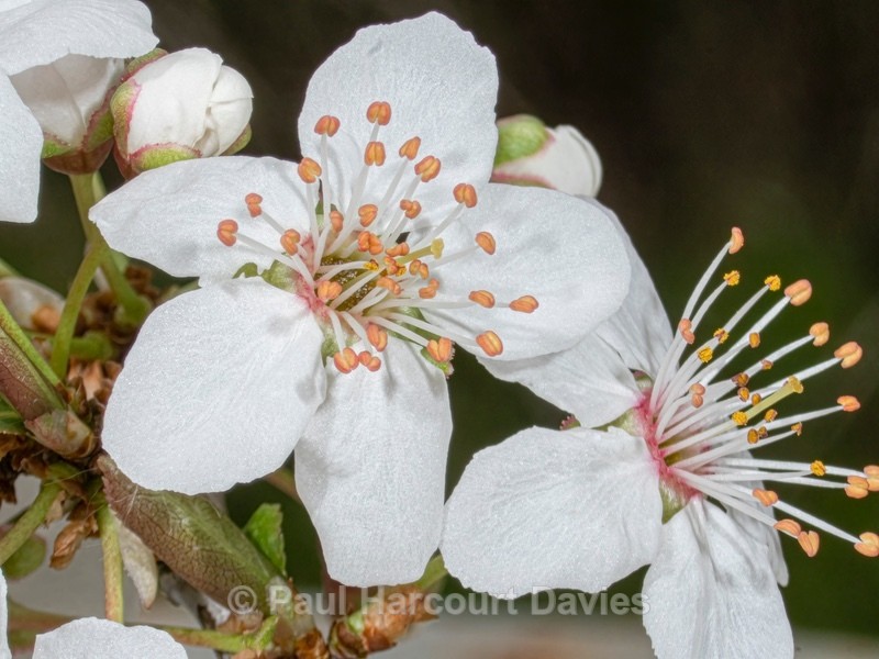 Blackthorn  (Prunus spinosa)  flower details - Ten Metres from Home 2021