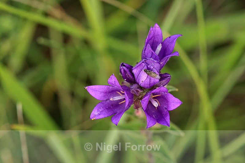 Clustered Bellflower, top view, Seven Barrows, Berkshire - PLANTS