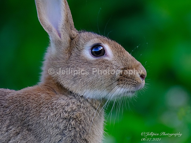  - Wildlife and Nature