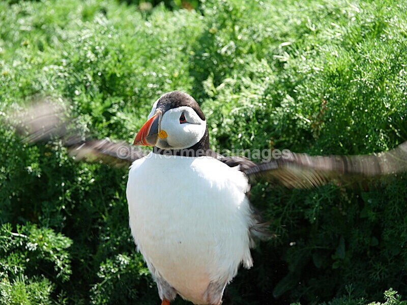 DSC00332 - Skomer 2019