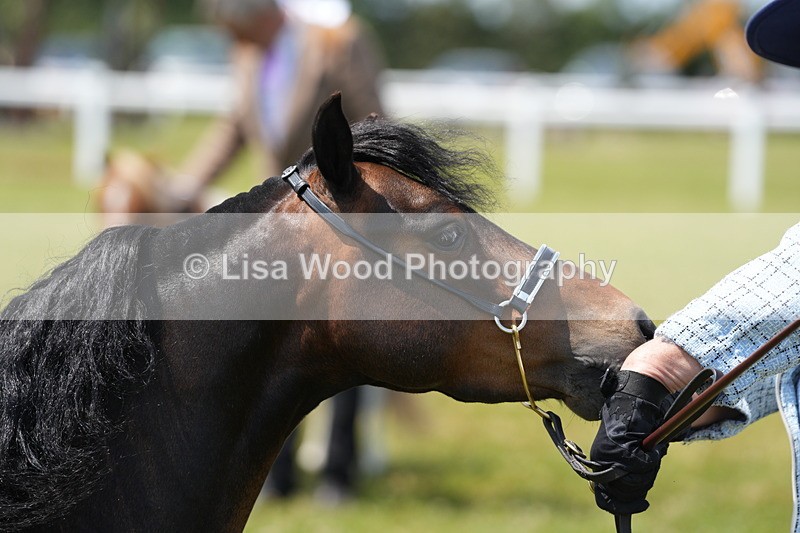 DSC06604 - Class 57: Miniature Horse 4yrs & over