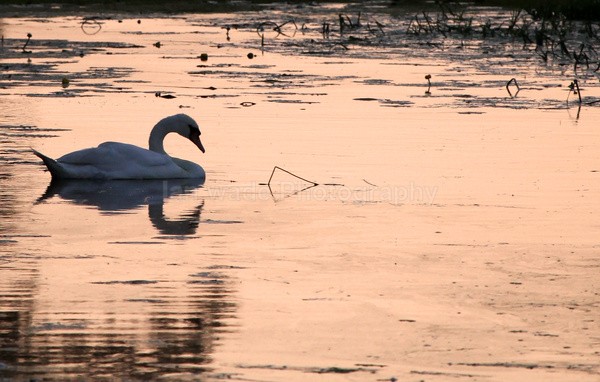  - Birds, swans and gulls