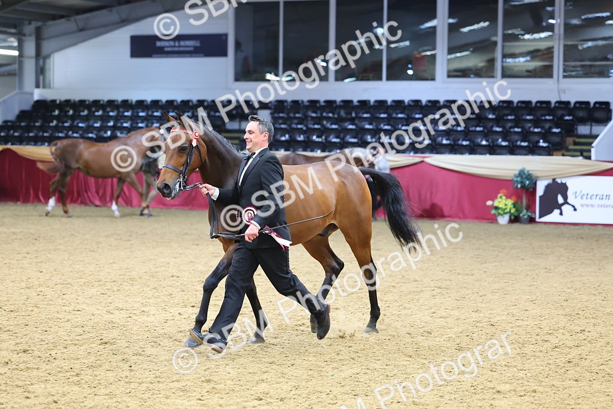 SBM_23053 - Class 903 - Supreme Final - IH Pre Vet