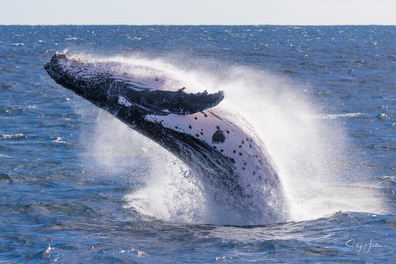 0A3A0954 - 2024 Whale Photos