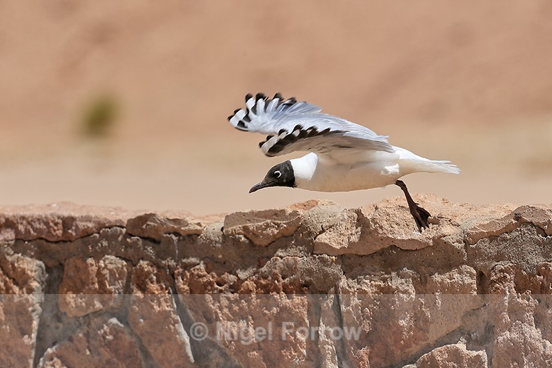 Andean Gull (adult) takes off, El Tatio, Chile - Andean Gull