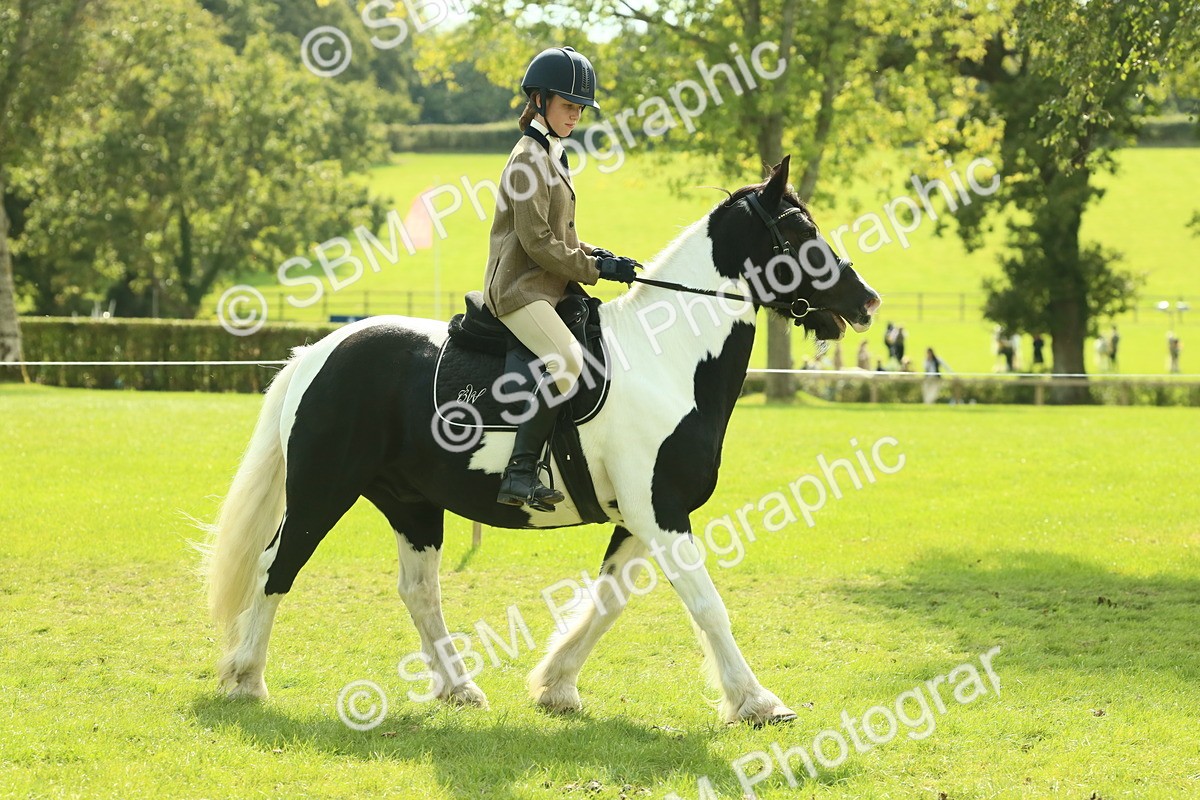 SBM_66670 - S34 - Rehabilitated Rescue Horse & Pony In Hand & Ridden