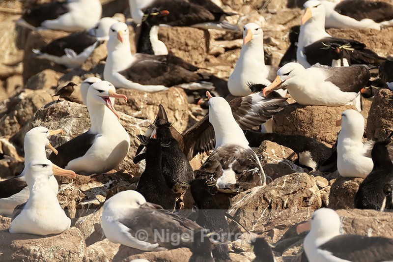 Black-browed Albatrosses attack Brown Skua in colony, Steeple Jason - Black-browed Albatross