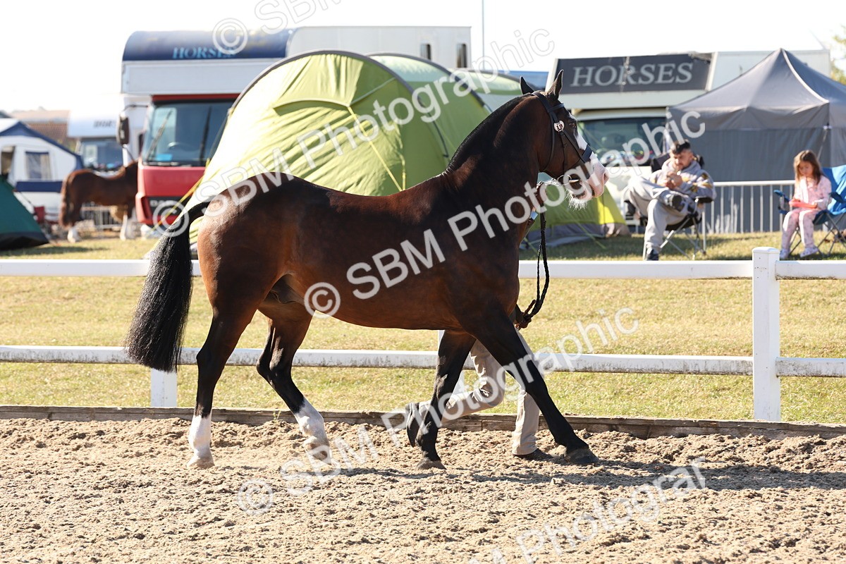 SBM_11738 - Class 204 - Young Handler 11 to 16 years