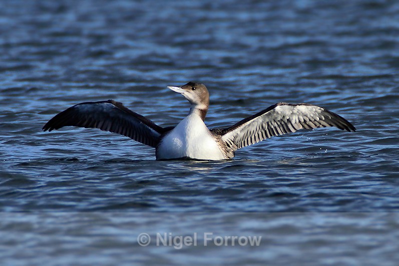Great Northern Diver (juvenile) flapping its wings at Farmoor - Great Northern Diver