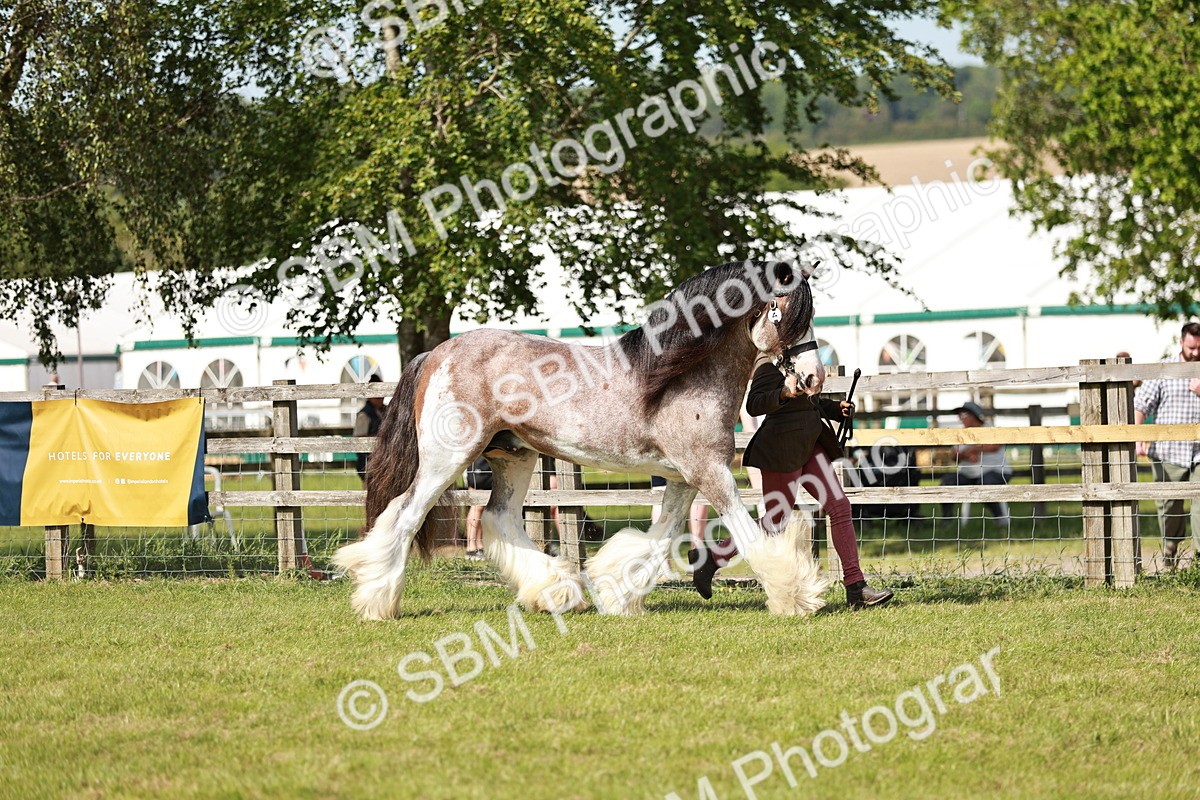 SBM_08786 - Class 63-65 - Traditional Gypsy Cobs In Hand & Ridden