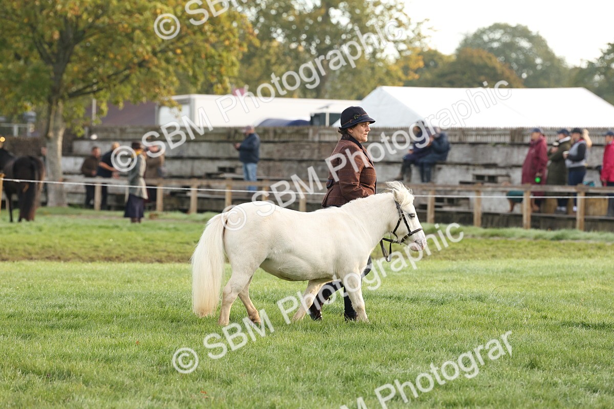SBM_54391 - S51 - Foreign Breeds In Hand