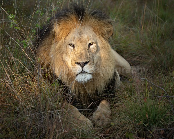 safari-370 - African Wildlife