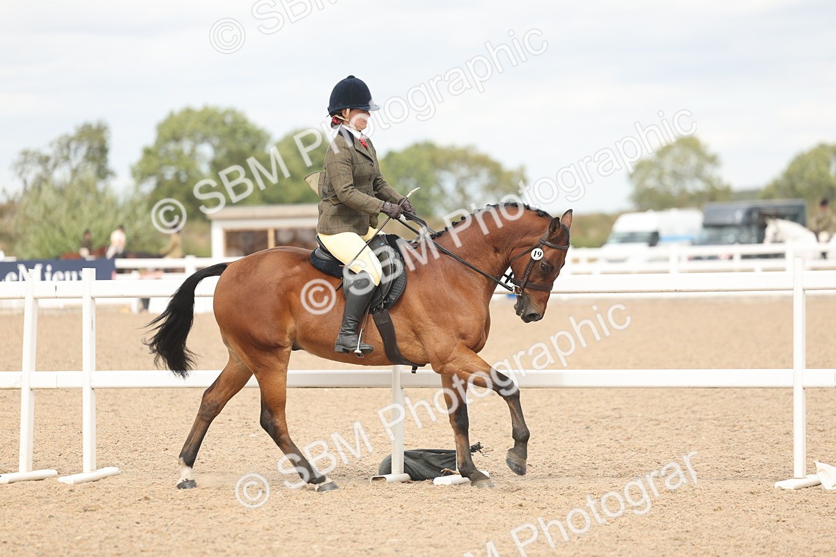 SBM_15983 - Class 311 - Ridden Show pony-Show hunter Pony