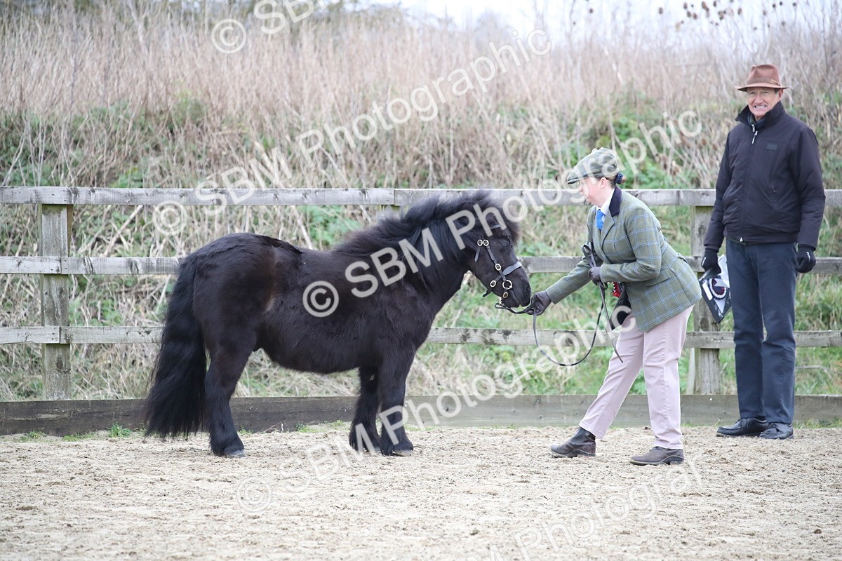 SBM_004068 - Class 1-4 - Young Stock classes Inc. In Hand Championship