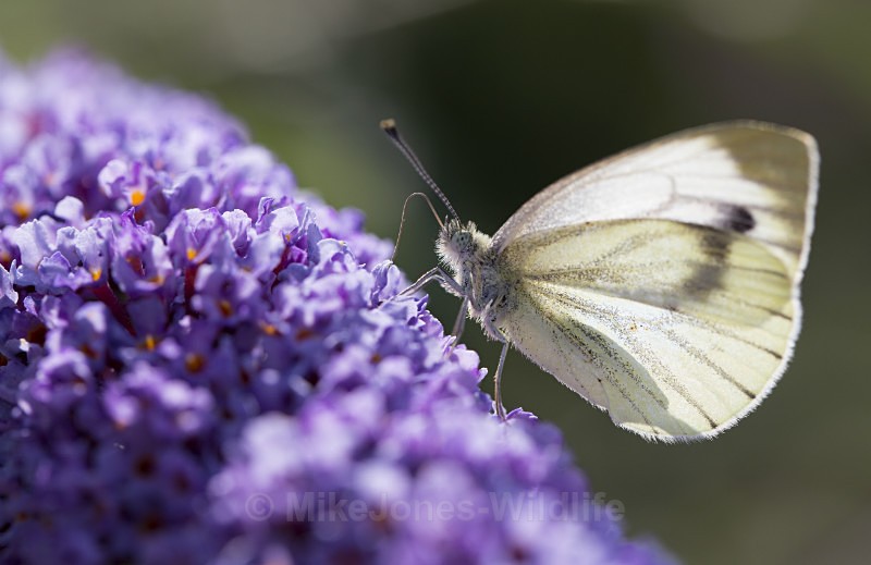 Green veined white - BUTTERFLIES