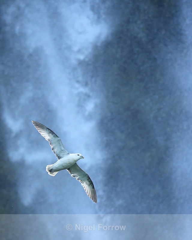 Fulmar in flight across Seljalandsfoss, Iceland - Fulmar