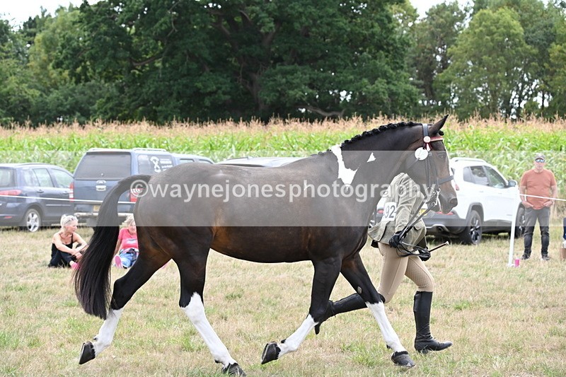 WJ6_6247 - Class 19 In-hand Veterans (Uploaded correct folder)