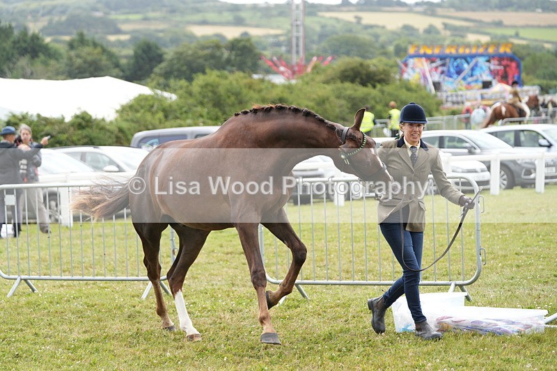DSC06149 - Class 54: Hunter/Riding Horse/Hack 1 & 2 yr olds