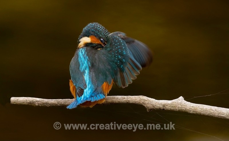 No.0073   Shy Kingfisher. - Animal world