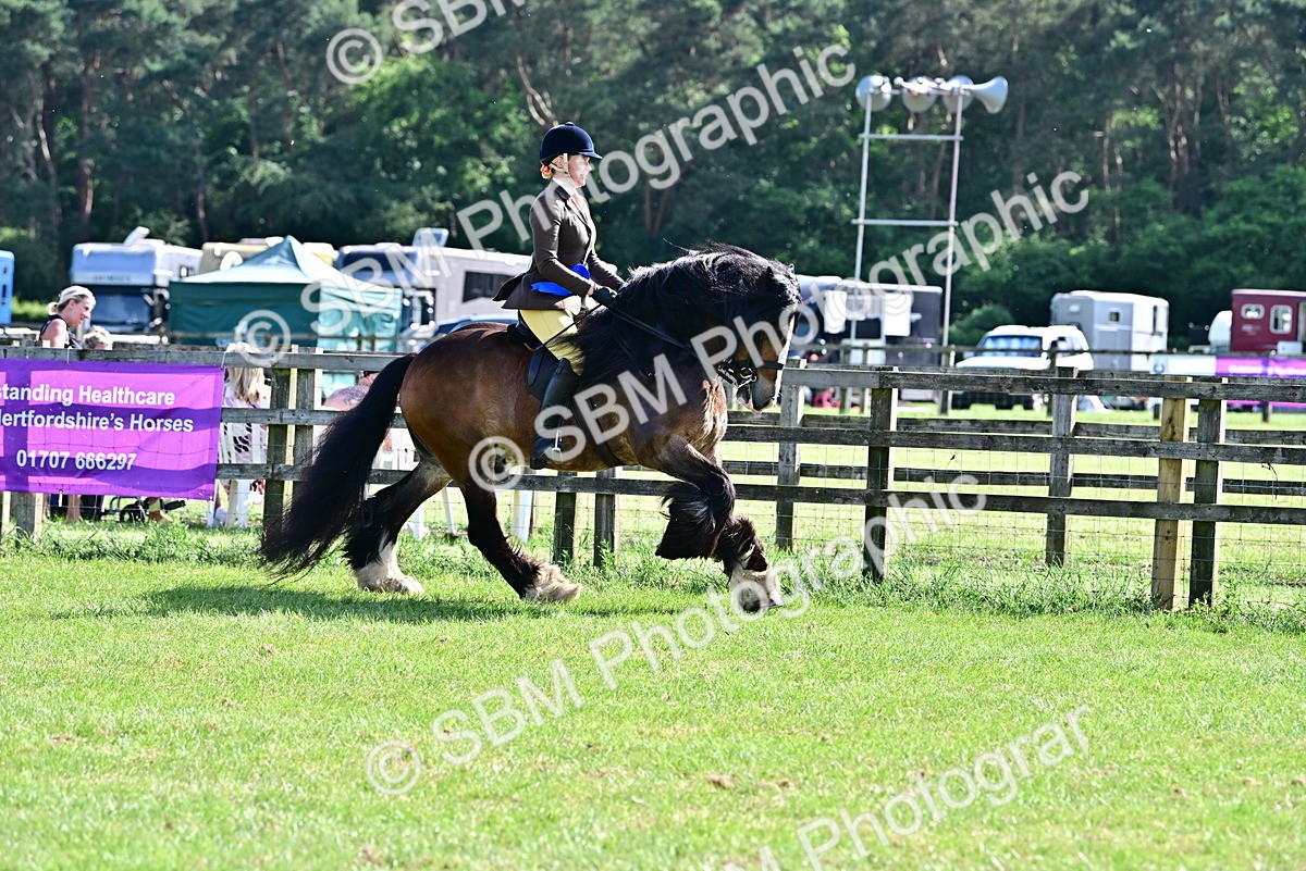 SBM_09519 - Class 63-65 - Traditional Gypsy Cobs In Hand & Ridden