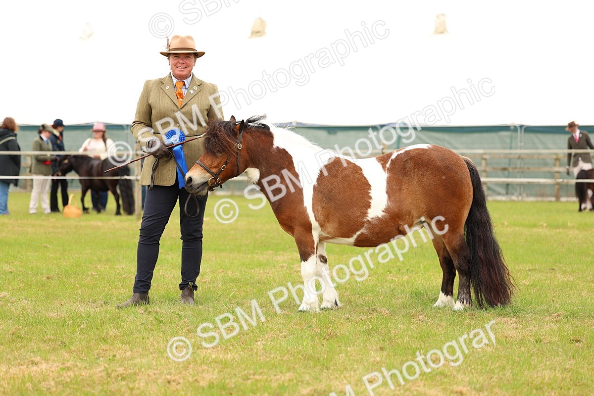 SBM_04400 - Class 64-67 - Shetland Pony In Hand