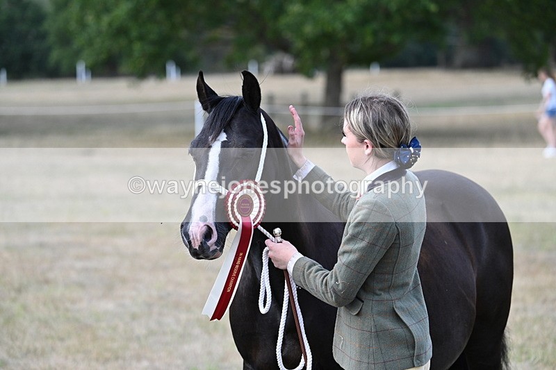 WJ7_8378 - In-hand Championship