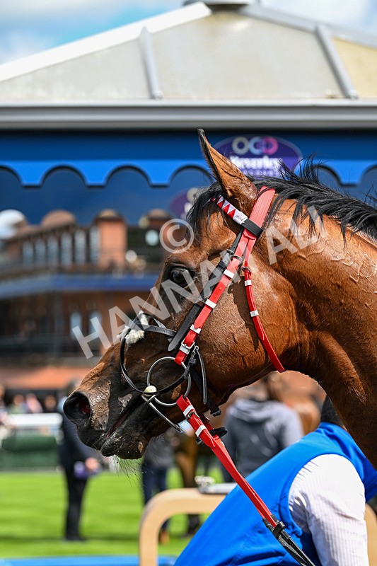 280525-Race 3-Rogue Invader-4976 - Race 3