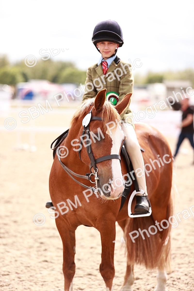 SBM_18342 - Class 417 - Handsome Gelding (IH or Ridden - JNR)