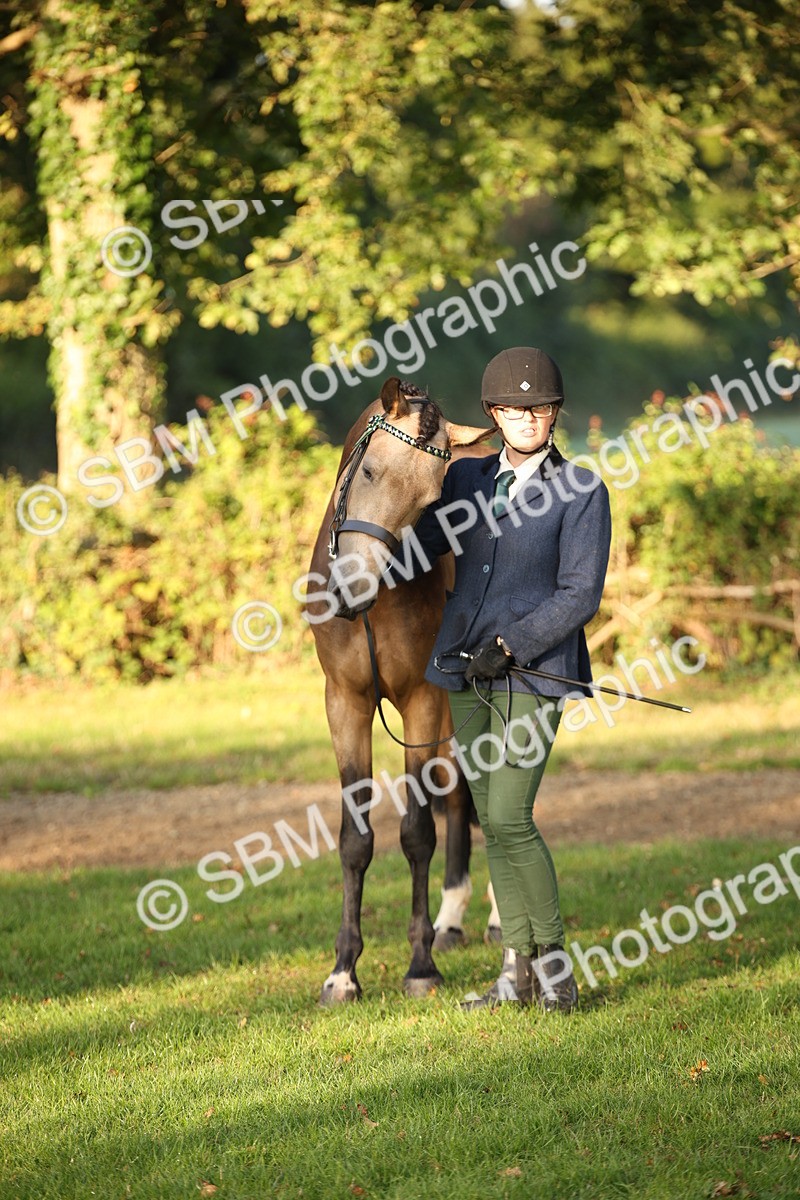 SBM_56910 - S49 - Riding Horse & Hack & Thoroughbred In Hand