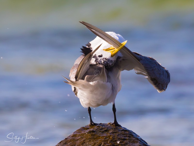 Preening Rocks 6