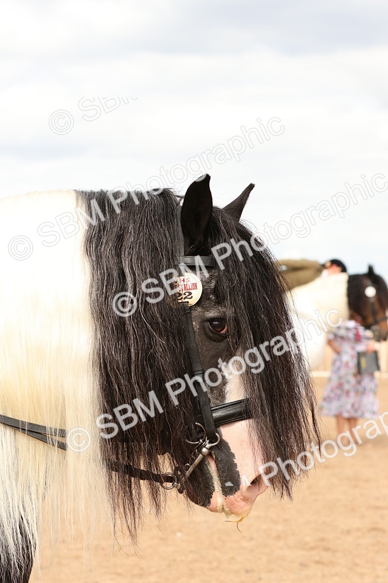 SBM_15703 - Class 215 - Ridden Traditional - Native Cobs
