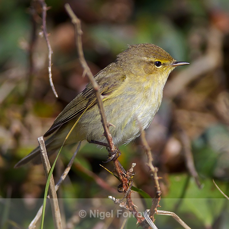Chiffchaff perched on a branch along the coastal path at Durlston - Chiffchaff