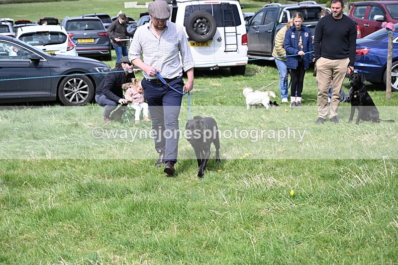 WJ6_9005 - Class 8 Best Working / Gun Dog or Bitch