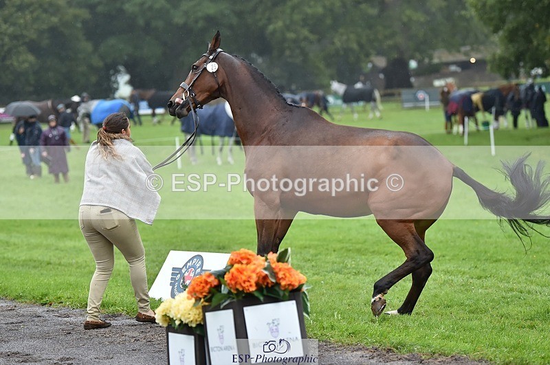 231018-121700-00184 - 025-LYRICAL.II-Harriet.Dickin-TrotUp